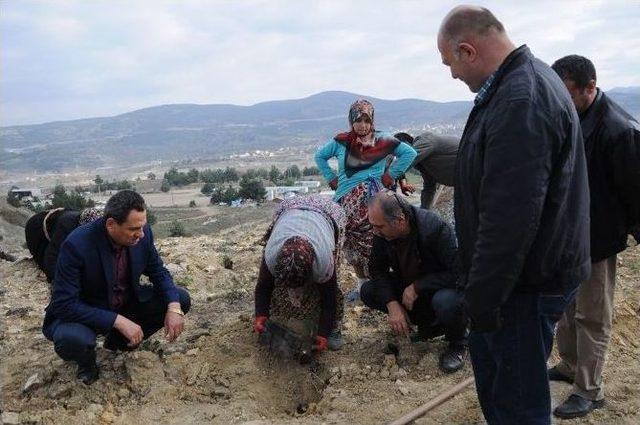 Maden Sahaları Ağaçlandırılıyor