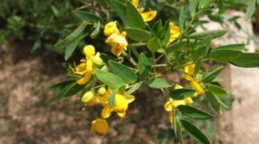 K&ouml;t&uuml; Huylu Bakterileri V&uuml;cuttan Sinameki İle Atın