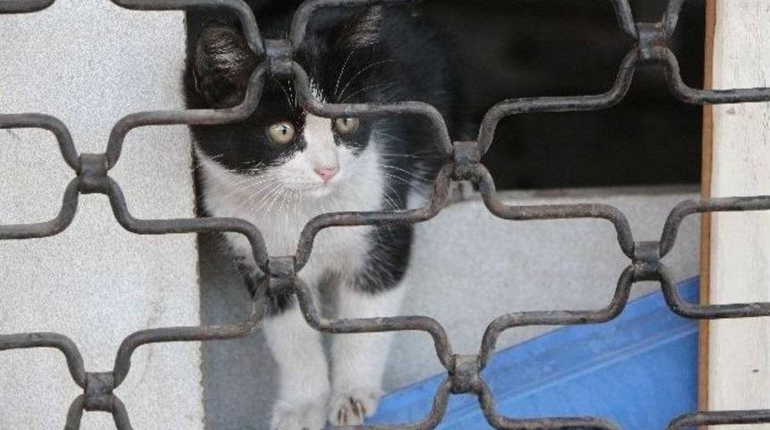 Yavru Kedi 3 Günlük Esaretten Kurtuldu