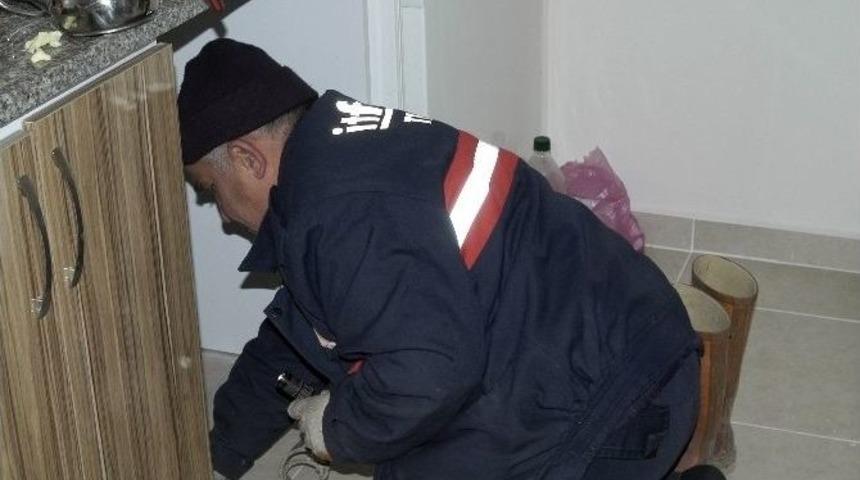 Eve Giren Kediyi Yılan Zannettiler