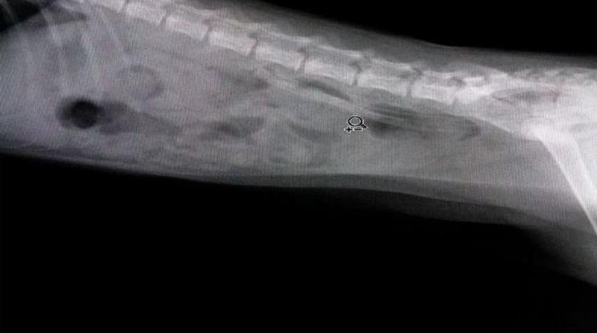 Yavru Kedinin Hortumla Oyunu Başına Bela Oldu