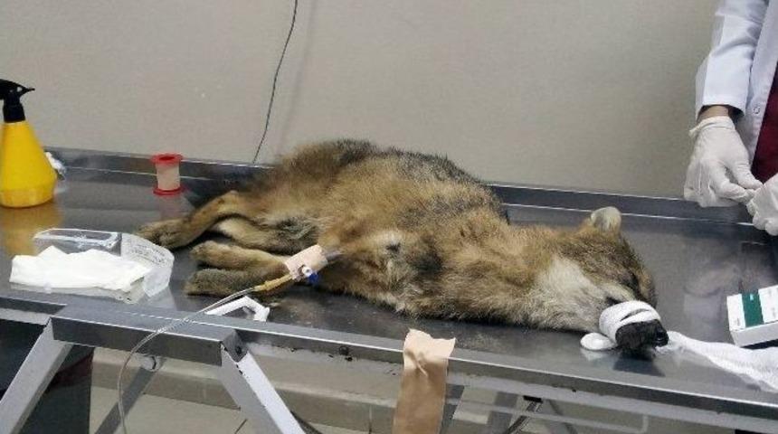 Trafik Kazasında Yaralanan &Ccedil;akala &Uuml;niversitede Ameliyat