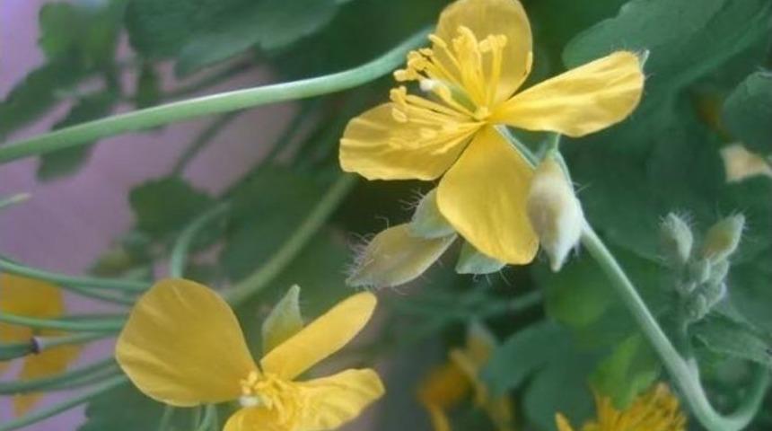 Ilgaz Bitkileri Expo 2016 Fuarında Görücüye Çıkıyor