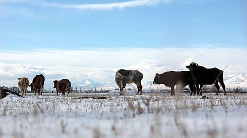 Erzurum&rsquo;da Kışın Hayvancılık Zor