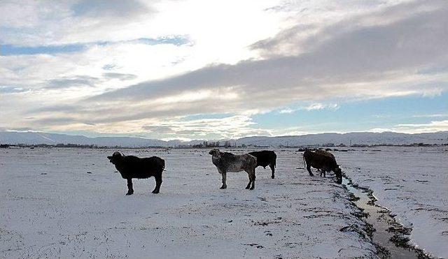 Erzurum’da Kışın Hayvancılık Zor