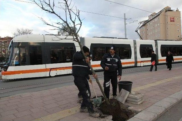 İsmet İnönü Caddesi Ağaçlandırılıyor