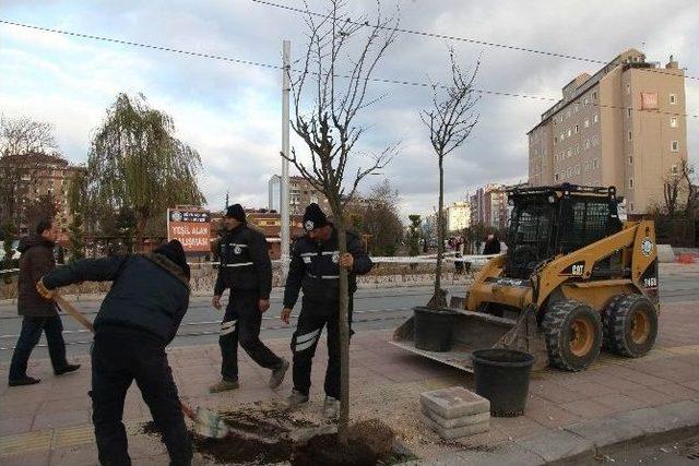 İsmet İnönü Caddesi Ağaçlandırılıyor