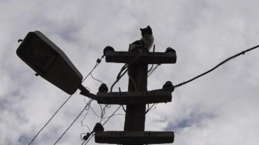 (&ouml;zel Haber) K&ouml;peklerden Korkan Boncuk Elektrik Direğine Tırmandı