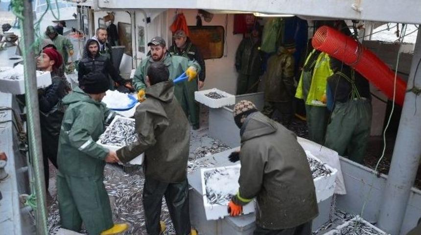 Hamsi, Balık&ccedil;ıları Sevindirdi