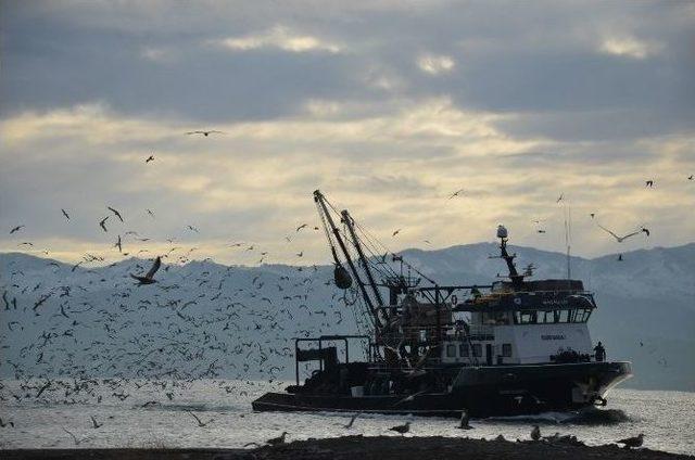 Hamsi, Balıkçıları Sevindirdi