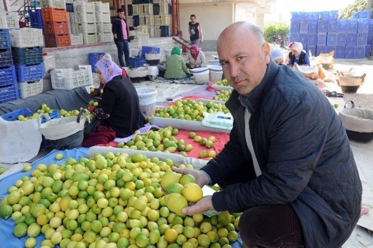 Krizin Teğet Ge&ccedil;tiği Limonun Fiyatı Yeniden Tırmanıyor