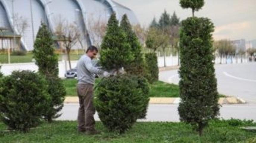 Başiskele&rsquo;de Ağa&ccedil;lara Estetik Budama