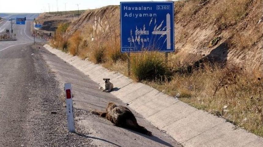Sokak K&ouml;peğinin Domuz N&ouml;beti