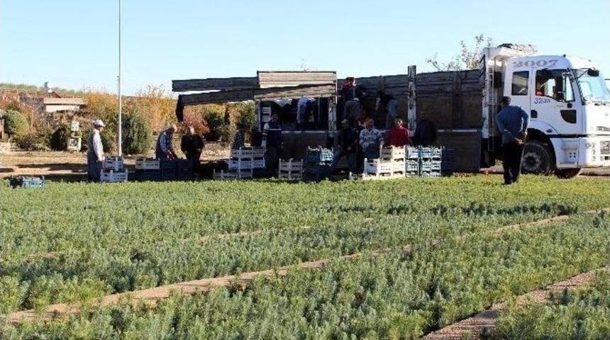 Hasancık&rsquo;ta 500 Bin Fidan &Uuml;retildi