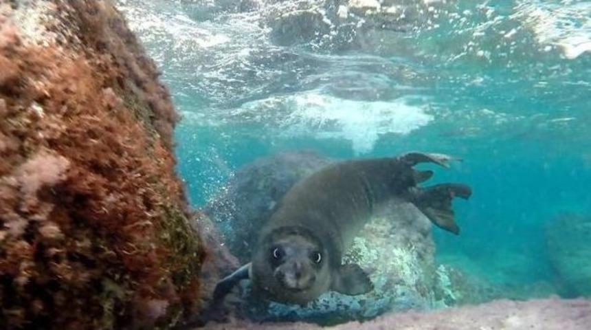 Akdeniz Foku İlk Kez Bu Kadar Net G&ouml;r&uuml;ld&uuml;