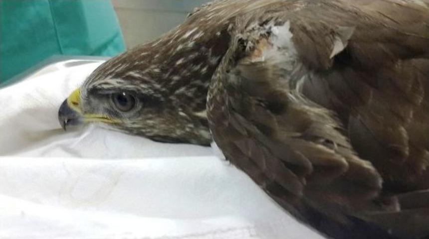 Yaralı Şahine B&uuml;y&uuml;kşehir Şefkati