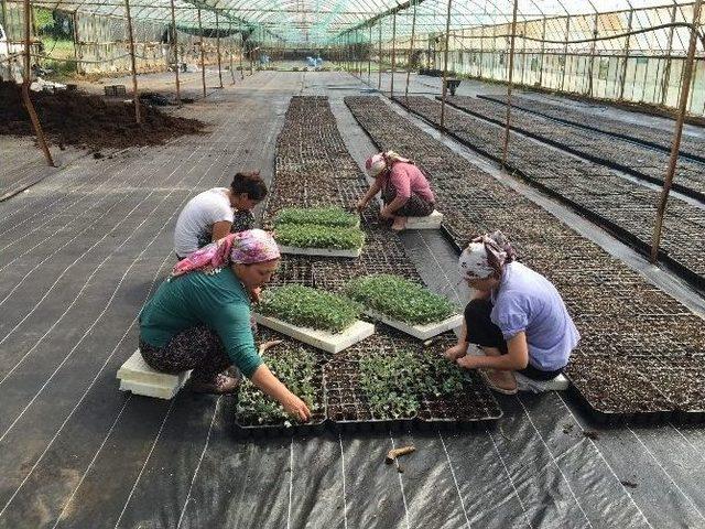 Alım Garantili Üretime Kadın Eli Değdi