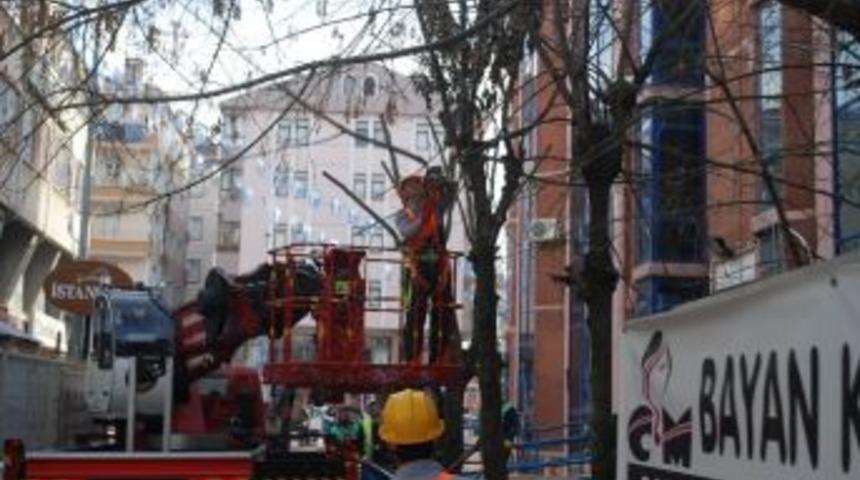 &Ccedil;erkezk&ouml;y&rsquo;de Ağa&ccedil;lar Budandı