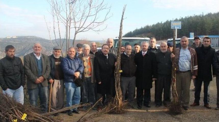 &Ccedil;ift&ccedil;ilere Y&uuml;zde 50 Hibe Destekli Ceviz Fidanı Dağıtıldı