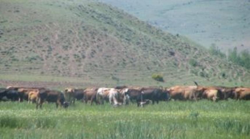 2016 Yılında 3 Mera Daha Islah Programına Alındı