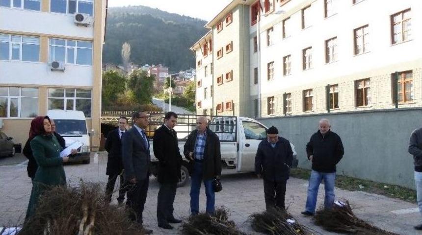 1360 Ceviz Fidanı Dağıtıldı