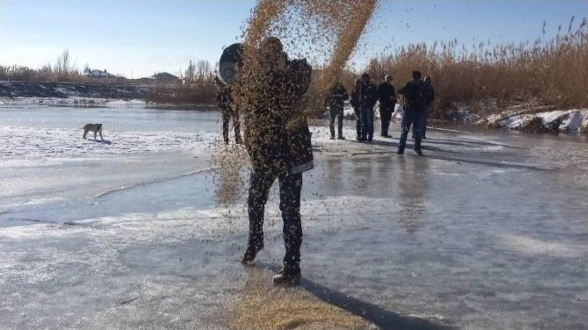 Van&rsquo;da Yaban Hayvanlarına Yem Desteği