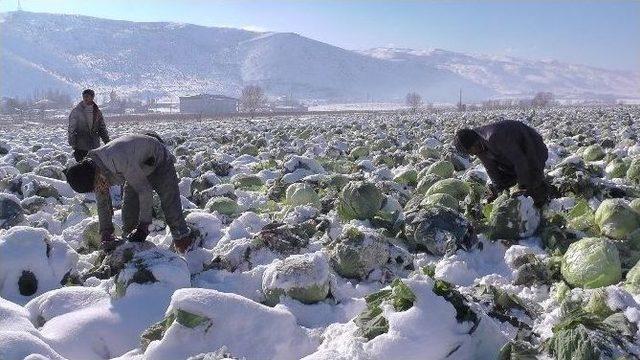 Lahana Kar Altında Kaldı