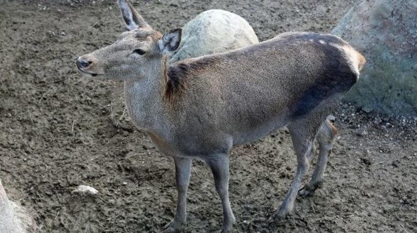 Yaralı Geyik Ve Akbaba Emin Ellerde