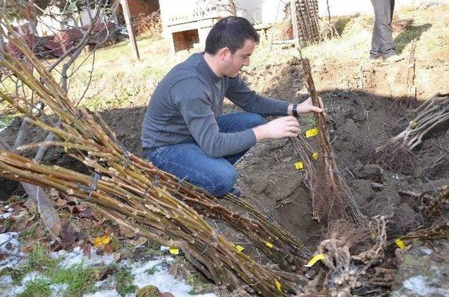 Hanönü’de Çiftçilere 5 Liraya Ceviz Fidanı Dağıtıldı