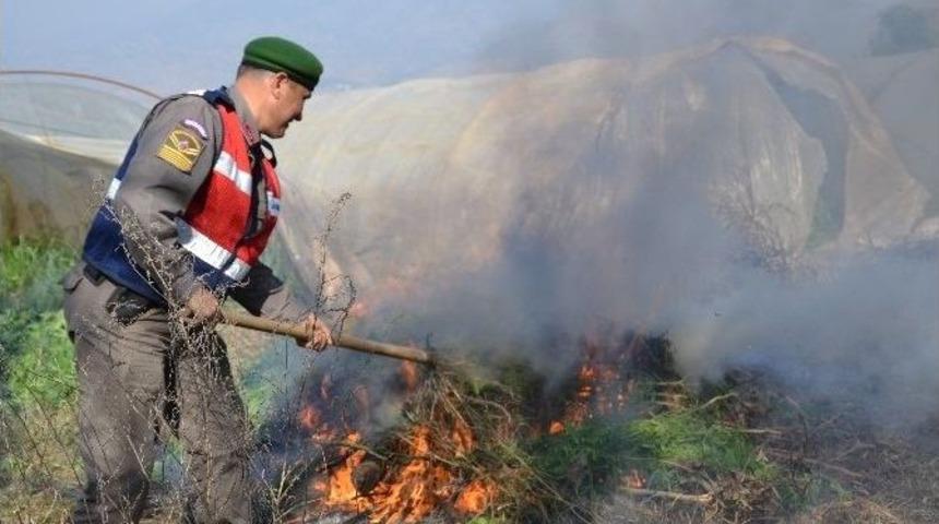 Nazilli’de 2 Bin Kök Kenevir Ele Geçirildi
