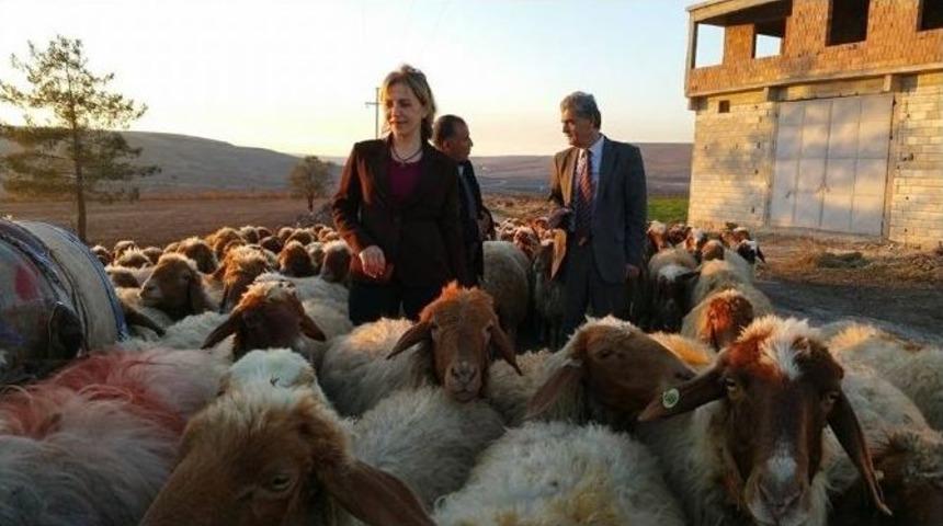 Zoonoz Hayvan Hastalıkları Ve M&uuml;cadelesi