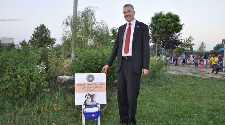 Belediyeden Sokak Hayvanlarına Şefkat Eli
