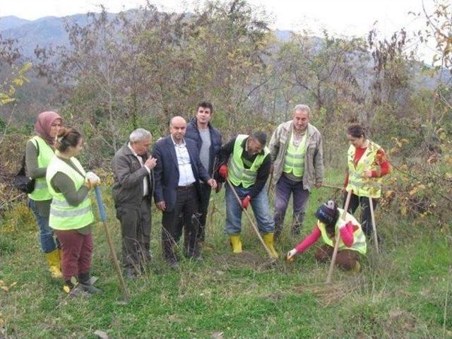 Bozkurt Orman İşletmesinden Arıcılara Destek