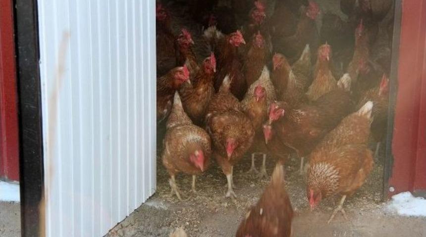 Sivas&rsquo;ta Organik K&uuml;mes Hayvancılığı Yaygınlaşıyor