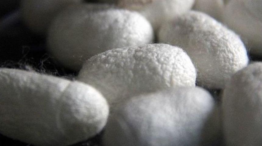 Samsun İpek B&ouml;cek&ccedil;iliği İ&ccedil;in Uygun