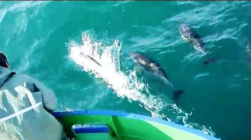 (&ouml;zel Haber) Yunuslar Balık&ccedil;ı Teknesi İle Yarıştı