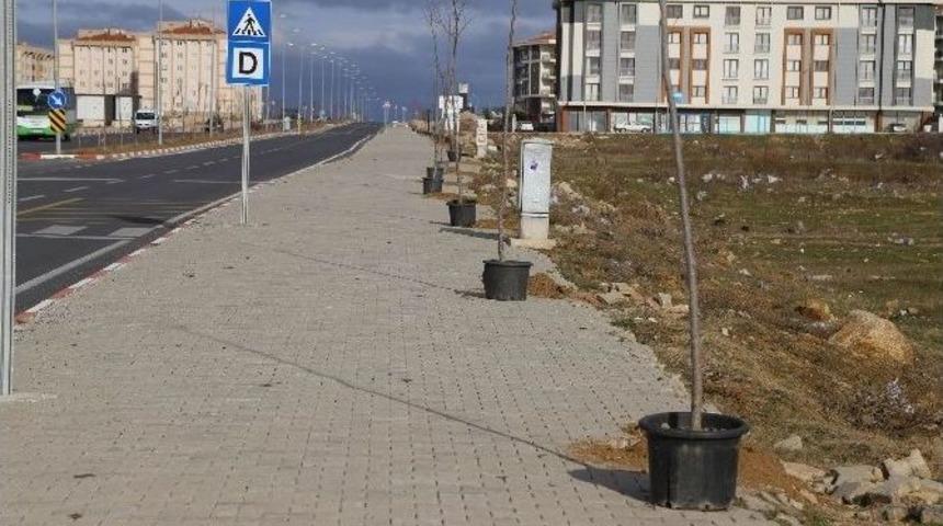 Toki Konutları Yoluna Ihlamur Ağacı Dikiliyor