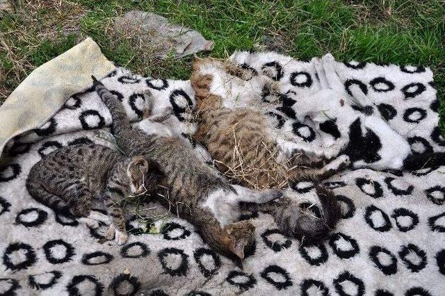 Bursa’da Kedi Katliamı