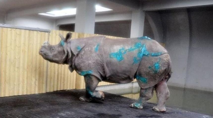 T&uuml;rkiye&rsquo;nin İlk Gergedanı Samir&rsquo;in Yaraları İyileşiyor