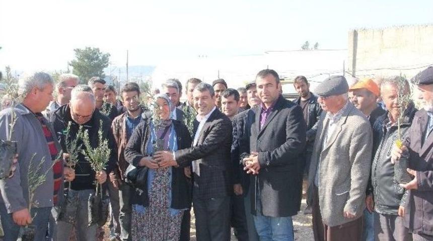 Mut Belediyesi &Ccedil;ift&ccedil;iye 4 Bin Zeytin Fidanı Dağıttı
