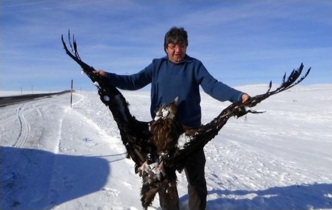 Kars-g&ouml;le Karayolu&rsquo;nda &Ouml;l&uuml; Akbaba Bulundu