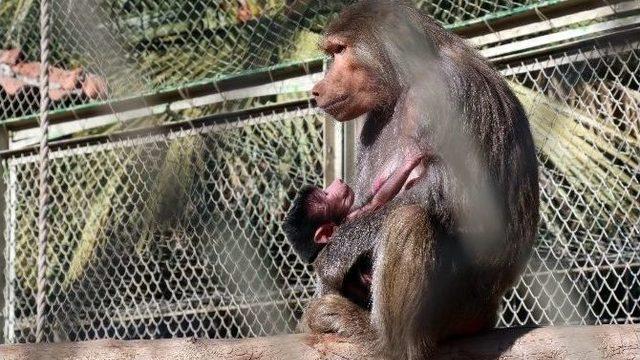 Hayvanat Bahçesinin Yeni Maskotları