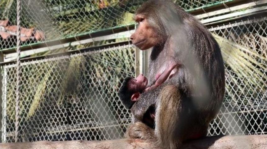 Hayvanat Bah&ccedil;esinin Yeni Maskotları