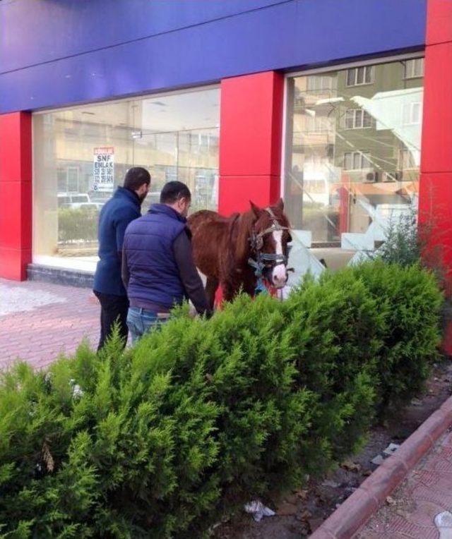 Sahibinden Kaçan At Trafiği Karıştırdı