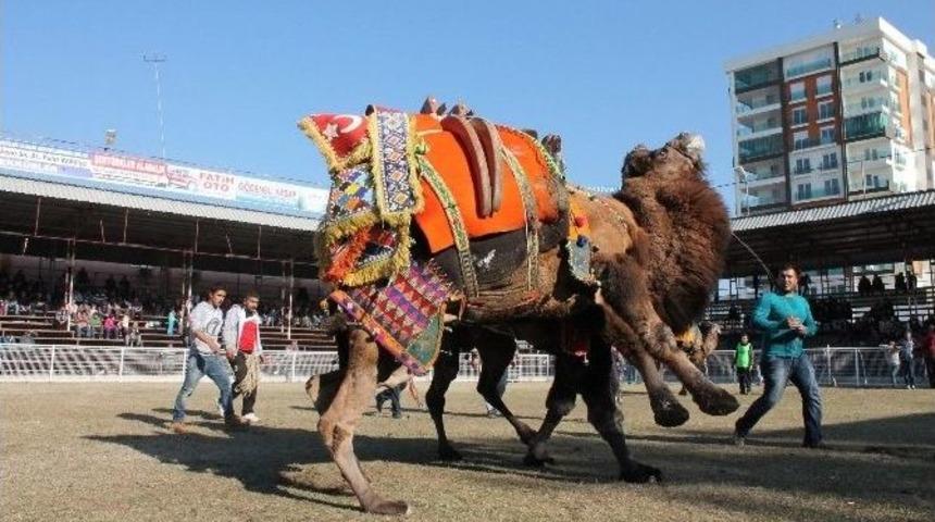 Sezonun İlk Deve G&uuml;reşi Kumluca&rsquo;da Yapıldı