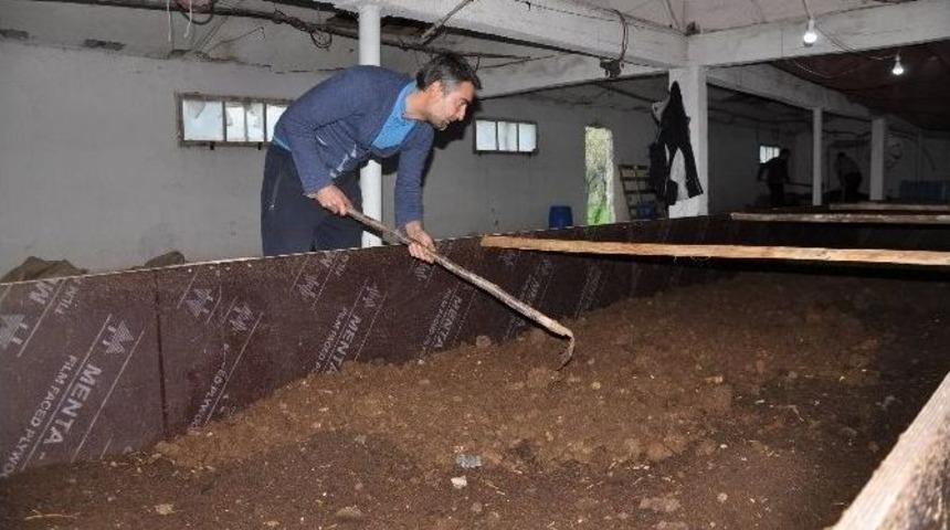 (&ouml;zel Haber) Organik &Uuml;r&uuml;nler Artık Kaliforniya Solucanı G&uuml;bresiyle Yetişecek