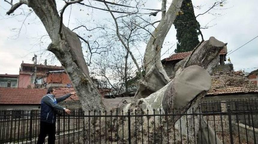 (&ouml;zel Haber) Bin 300 Yıllık Tarihi &Ccedil;ınar Kaderine Terkedildi