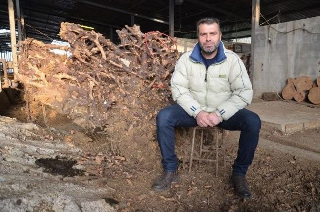 Ağa&ccedil; K&ouml;kleri Yeniden Hayat Buluyor