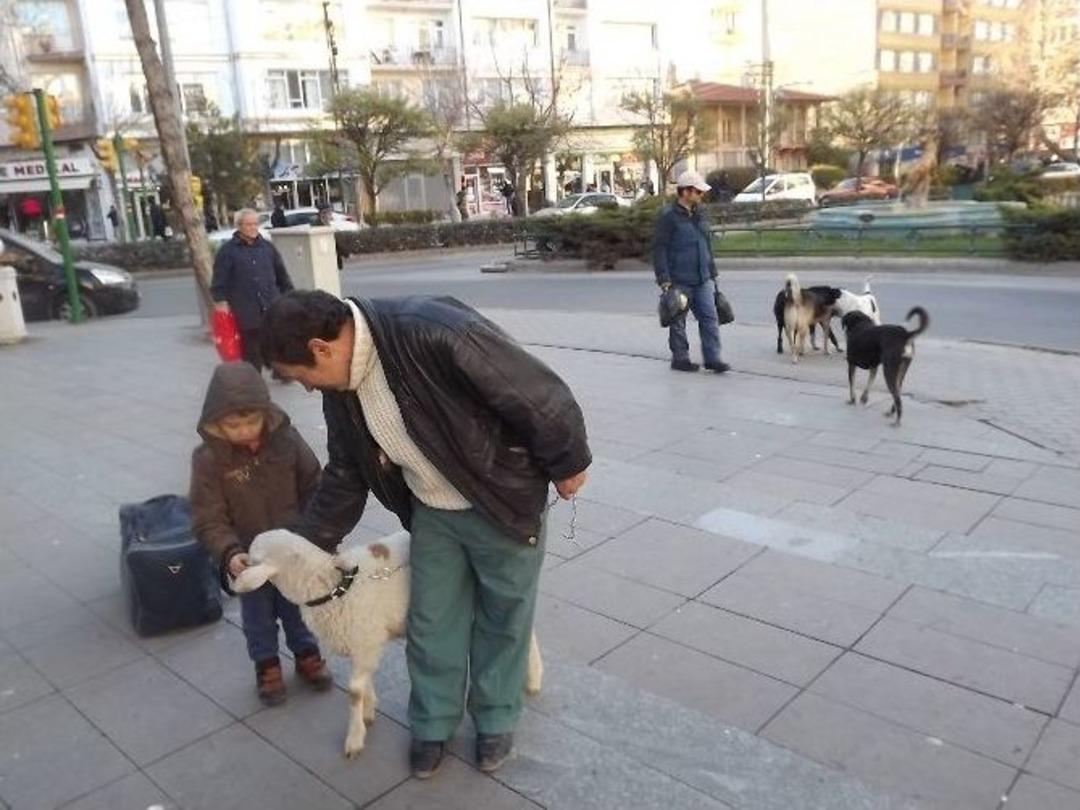 Şehir K&ouml;pekleri Kuzuyu K&ouml;pek Sanınca