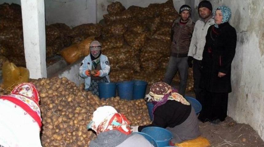 Sivas&rsquo;ta Patates &Uuml;reticileri Dolandırıcılardan Dertli